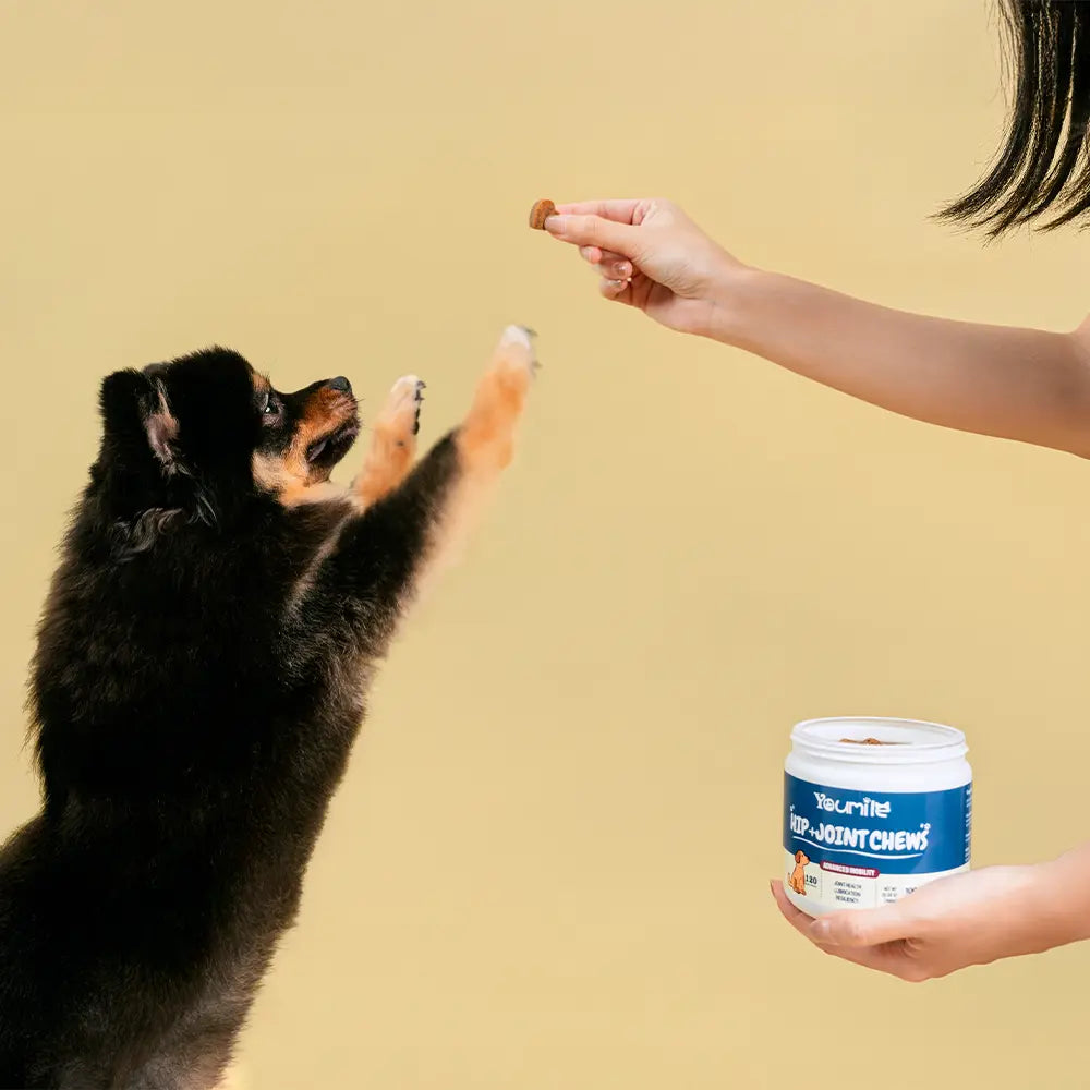 Hip & Joint Supplement Dog Chews (120 Count) | Mobility Support Supplement for Healthy Joints