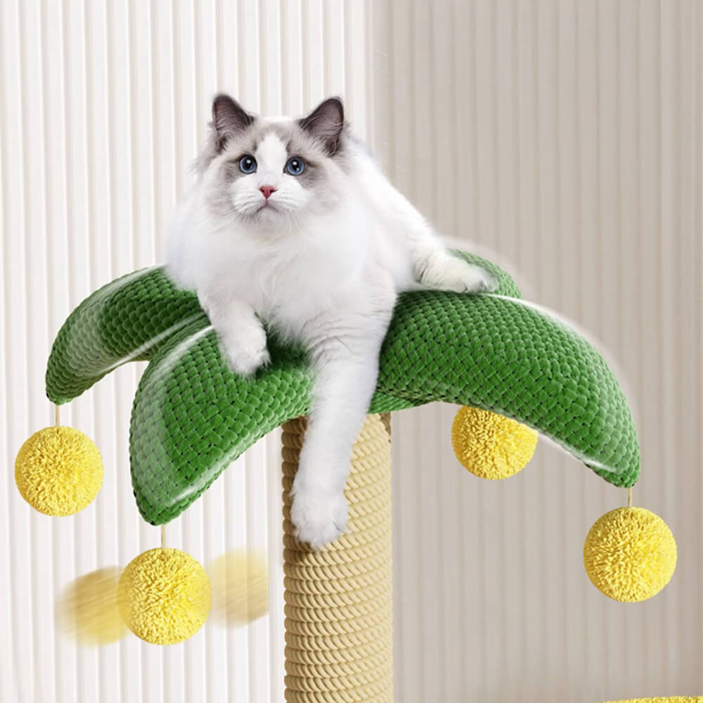 Marco de trepaprender de gato de árbol de coco tropical