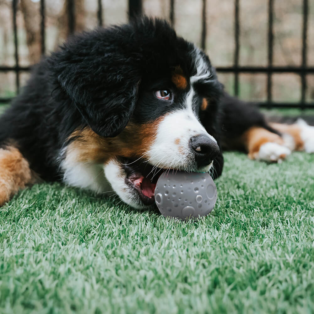 Cosmos Feeder Training Ball Dog Toy - FUNNYFUZZY