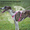 Kit harnais et laisse pour chien confortable et sans traction Complete Control