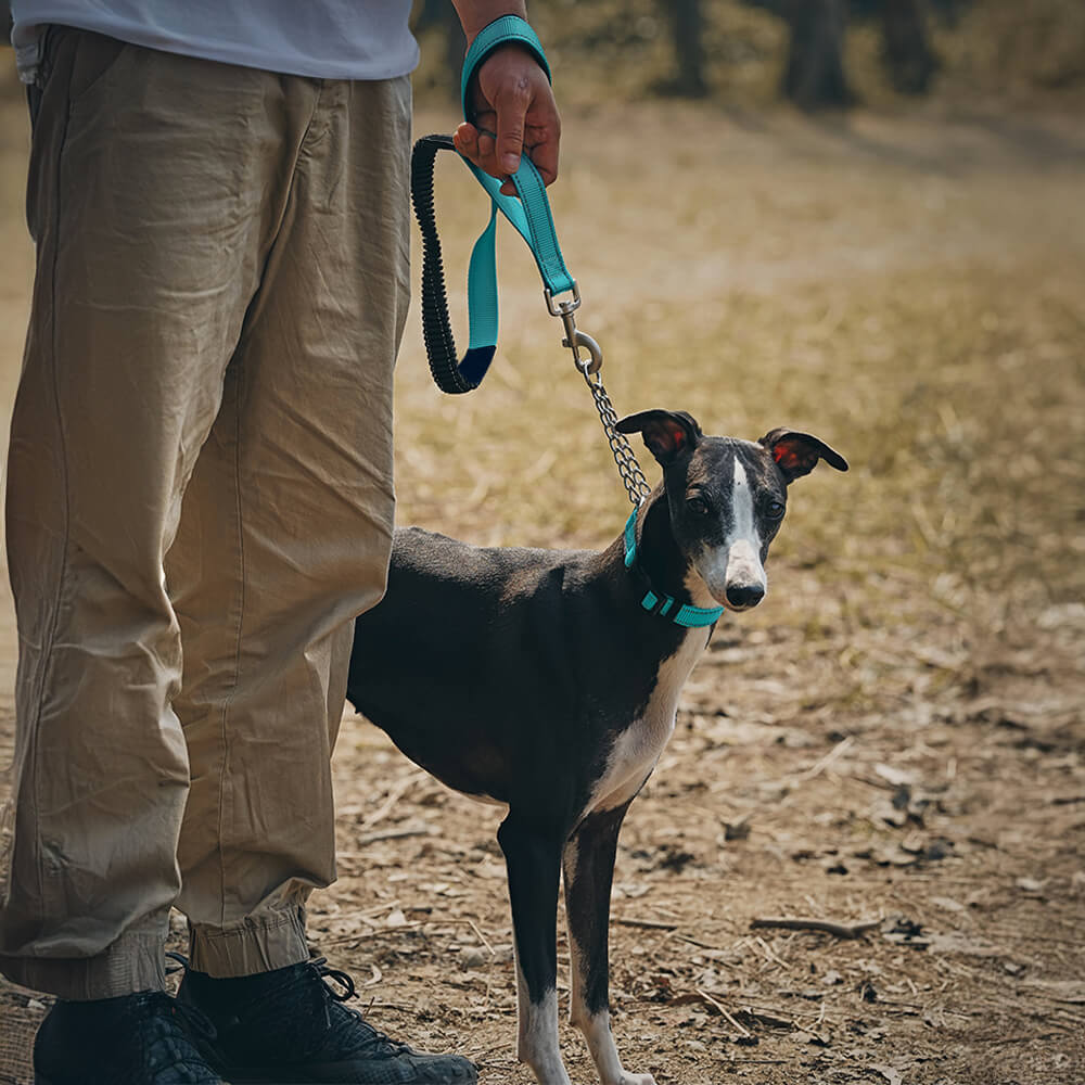 Collar y correa de perros anti-pull reflectantes multifuncionales