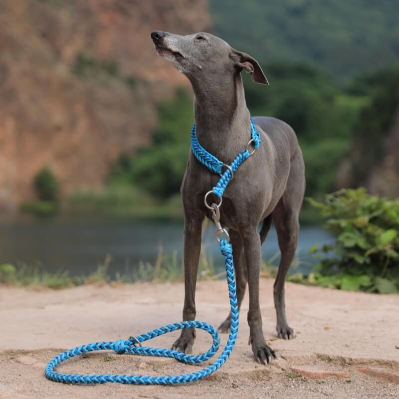 Grand collier et laisse pour chien lumineux anti-traction faits à la main