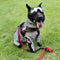 Reflective All-weather Waterproof Cool Dog Accessories Rain Coat - FUNNYFUZZY