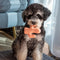 Cactus Shaped Squeaky Dog Toy - FUNNYFUZZY