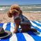 Dog Car Seat Cover- Holiday - FUNNYFUZZY