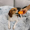 Calming Furniture Protector Dog Bed - Fuzzy Backrest - FUNNYFUZZY
