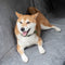 Cationic Fabric Oxford Fabric Waterproof Scratch Resistant Dog Car Seat Cover - FUNNYFUZZY