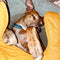 Leaf Shape Dog Blanket With Donut Dog Bed Luxury Dog Gifts - FUNNYFUZZY