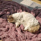 Luxury Super Large Human Dog Bed With Super Soft Pet Throw Blanket - FUNNYFUZZY