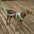 Gummy Cool Dog Accessories Walk Set - FUNNYFUZZY