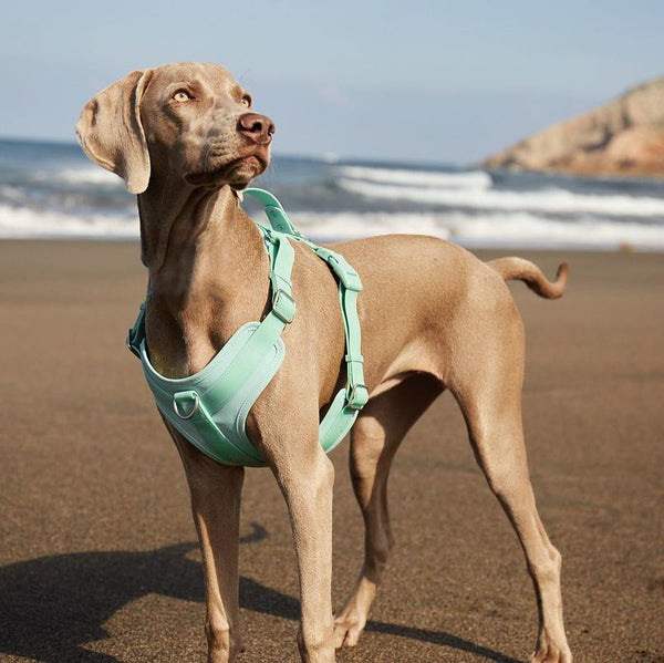 Gummy Dog Harness - FUNNYFUZZY